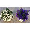 POWERS TO FLOWERS - SOLANUM RANTONETTI BIANCO E BLU, 2 PIANTE, vaso 14 cm, piante vere