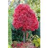 Vivaio di Castelletto Acero rosso giapponese Acero palmatum Skeeter's Broom pianta in vaso ø27 cm h. 120/150 cm Vivaio di Castelletto