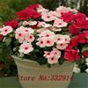 SVI 100 semi di pervinca, Vinca Mix Color (Catharanthus roseus), una copertura perfetta banca dietro la casa, sempreverdi