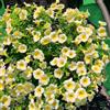 Generic semi di campana magica, semi di Calibrachoa, Calibrachoa elegans, Le da giardino sono resistenti rustiche da giardino 50pcs