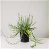 Plantì EUONYMUS FORTUNEI Arbusto sempreverde da esterno, vaso da 19 cm. Piante vere per giardino e terrazzo con foglie bordate di bianco. 6 mesi di concimazione inclusi (Gaiety).