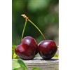 eGarden.store pianta di Ciliegio albero di ciliegia varietà Bigarreau Burlat in vaso Età 2 anni pianta vera di ciliegio venduta da eGarden.store