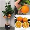 SAVINI VIVAI L'ARTE DI FARE NATURA SAVINI VIVAI Pianta di Arancio Albero di Agrumi Arancio Dolce a Polpa Gialla Washington Navel in Vaso da 20 cm Altezza 70 cm 2-3 Anni di innesto Made Italy