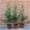 Generico Cupressocyparis leylandii, 8 piante con altezza 60/80 cm, vaso Ø18, per una siepe di 5 metri lineari, Cipresso di Leyland