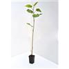Vivaio di Castelletto 3 piante di Tiglio h 125/150 cm Tilia Cordata albero ornamentale per siepi e ombra, fioritura profumata che attira le api (pianta mellifera) Vivaio di Castelletto