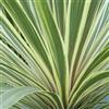 le Georgiche Vivai le Georgiche - Pianta vera di Cordyline australis Torbay Dazzler (da esterno) Cordiline, Palma cavolo 'Torbay Dazzler' - vaso Ø 17 cm
