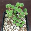 Generic SUNNYPLANTS - Sedum Multiceps, Miniature Joshua Tree, Talee Piante Grasse