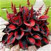 Govixed Miscela Premium Hosta, oltre 100 varietà perenni redcolori tolleranti all'ombra, da giardino e da vaso