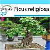 SAFLAX - Confezione regalo - Fico sacro - 100 semi - Ficus religiosa