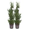 vannucci piante Juniperus chinesis 'Kaizuka', Ginepro Pianta vera in vaso Vannucci Piante, Pianta da terrazzo (cod. 8) (2x)