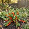Bloomique - Set di 6 - Physalis Alkekengi Franchetii - Pianta lanterna - Resistente all'inverno - Perenne - Altezza 10-20 cm - Vaso da 9 cm