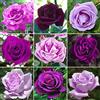GardenersDream Rosa in vaso viola/lilla sorprendente | Rose da giardino con fiori estivi colorati.