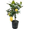 Generico Limone Lunario in Vaso Ø20 cm - Agrume Tradizionale Siciliano - Prodotto a Mazzarrà Sant'Andrea dal Vivaio uJardinu - Pianta Sempreverde da Esterno e Terrazzo