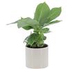 KENTIS - Musa Acuminata Dwarf Cavendish - Banano Pianta Vera - Altezza 30-40 cm e Vaso Ø 13 cm