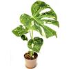 POWERS TO FLOWERS - PHYLODENDRON PERTUSUM, MONSTERA DELICIOSA VARIEGATA, THAI COSTELLATION, IN VASO 12CM DIAMETRO, pianta vera