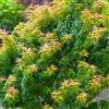 GardenersDream Acer palmatum Koto Hime, Albero di Acero Giapponese, Piante da Giardino all'aperto in Vaso.