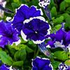 Generic Pétunia Picotee - Surfinia - 100 Semi - Nana Petunia Hybrida Multiflora Blue - NPWS : Graines