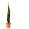 KENTIS - Cupressus Sempervirens Totem - Cipresso Pianta da Esterni Sempreverde - Pianta da Giardino Vera - H 125/150 cm Vaso Ø 24 cm