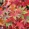 GardenersDream Acer palmatum Osakazuki | Acero giapponese Pianta da giardino a fogliame deciduo Arbusto in vaso