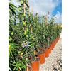 Vivai De Laurentiis Passiflora Caerulea Vaso 19