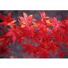 Vivaio di Castelletto Acero rosso giapponese Acero palmatum Momiji, Pianta in Vaso 2 litri h 80/100 cm Vivaio di Castelletto