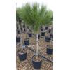 Vivaio di Castelletto Pino da pinoli domestico Pinus pinea pianta in vaso ø26 cm h. 160/200 cm Vivaio di Castelletto