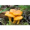 Generic 20 mi: 100 G Giallo galletto Cantharellus Cibarius Bianco di Funghi Spore micelio:Seeds