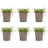 Bloomique - Set di 6 - Thymus Albiflorus - Timo strisciante - Resistente - Perenne - Tappezzante - Sempreverde - Altezza 10-20 cm - Vaso 9 cm