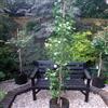 le Georgiche Vivai le Georgiche - Pianta vera di Ginkgo biloba Denise - vaso Ø 18 cm - altezza alla vendita 30-40 cm