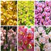 Generic orchidea cymbidium - giardino di biologiche d'appartamento raro giardino roccioso da appartamento esotiche di resistenti varietà 350semi