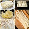 Generic Semi di funghi Enoki, resistenti Semi freschi di Enoki, semi di per da balcone biologici 500pcs