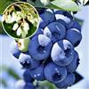 Vivai VALTELLINA MIRTILLO GIGANTE AMERICANO 2 ANNI 50-70 CM VIVAI AMAZONSEEDS