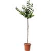 KENTIS - Pianta di Albicocco - Prunus Armeniaca - Piante Vere da Esterno - Alberello da Frutto da Giardino - Vaso Ø 24 cm