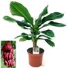 POWERS TO FLOWERS BANANO A FRUTTO ROSSO (MUSA VELUTINA) VASO 18CM DIAMETRO, PIANTA DEL BANANO, pianta vera