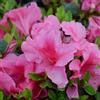le Georgiche Vivai le Georgiche - Pianta vera di Azalea Encore Carnival Serie Encore® Rododendro 'Carnival' - vaso Ø 19 cm - altezza alla vendita 20-30 cm