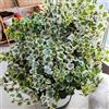 Generic semi di edera, rampicante, da parete Semi di edera a crescita rapida - Le da balcone sono regali per giardinieri 80pcs