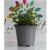 Generico Stevia Rebaudiana su Vaso cm 14 in Confezione da 2 Piante
