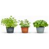 Vandas Set 3 Varietà Piante Aromatiche in Vaso 14 cm Basilico Menta Prezzemolo per Cucina Balcone e Giardino Made in Italy