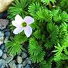 Generic Shopmeeko Rare Exotique Oxalis Graines De Fleurs Oxalis Violet Trèfle Trèfle Extérieur Maison Jardin: Prugna Confezione da 100