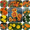 Generic semi di tagete perenne resistente, giardino roccioso, resistenti all'esterno ornamentali, decorazione, 1000pcs