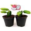 POWERS TO FLOWERS - PITAYA, FRUTTO DEL DRAGO, HYLOCEREUS UNDULATUS, DRAGON, 2 PIANTE VASO 12CM, piante vere