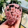 Generic hoya - di cera balcone,to, in vaso di porcellana d'appartamento rare mini giardino con pendente da ombra semi selvatici 400semi