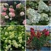 Generic Semi di ortensia paniculata, biologici Ortensia paniculata, giardino di selvatici decorazione floreale rare 80pcs