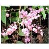 Seeds & Plants Shop by Ipsa Pezzi - 10x Antigonon Leptopus Vino di Corallo Pianta Rampicante Giardino Piante - Seme ID271 - Seeds & Plants Shop by Ipsa