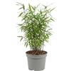 Bloomique - Fargesia Red Dragon - Pianta di bambù rosso - Non espansiva - Resistente - Sempreverde - Pianta da siepe - Piante da giardino - Altezza 50-70 cm - Vaso 17 cm
