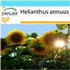 SAFLAX - Confezione regalo - Girasole Titan F1-20 semi - Helianthus annuus