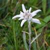 Generic Semi di stella alpina, Le perenni sono Leontopodium alpino, le da giardino roccioso sono resistenti 400pcs