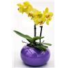 POWERS TO FLOWERS - ORCHIDEA PHALAENOPSIS BONSAI GIALLA IN VASO CERAMICA SFERICO VIOLA, Pianta Vera