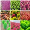 Generic Semi di Kochia Scoparia, Bassia Scoparia, balcone del giardino semi di aromatiche, da balcone le da giardino roccioso 500pcs