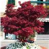 Vivaio di Castelletto Acero rosso giapponese Acero palmatum Fireglow FG1 pianta in vaso ø36 cm h. 130/160 cm Vivaio di Castelletto